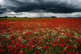 Best Weather Pictures Of 2015 Landscape Poster Prints Poppies