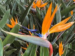 The fruit of these bird of paradise desert bushes is a long, flat seed pod. Strelitzia Bird Of Paradise Care And Growing Tips