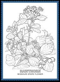 Usa state flower coloring map. Missouri State Flower Hawthorn Blossom By Usa Facts For Kids