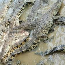 Ketika hati ini sedih jangan kau diamkan begitu saja bawalah hatimu untuk bahagia. Photos At Taman Buaya Crocodile World