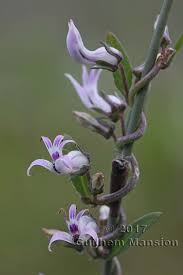 Image result for Cyphia