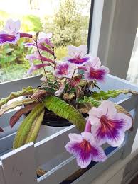 Image result for Streptocarpus montis-bingae