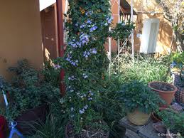 Image result for Sclerochiton hirsutus