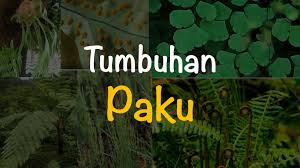 Generasi sporofit pada pteridophyta adalah tumbuhan paku itu sendiri. Lc581idfcv8b2m