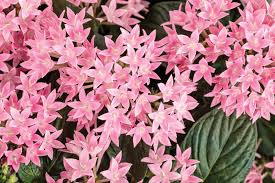 Image result for Pentas schumanniana