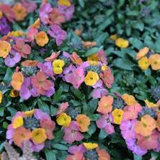 Löse unsere kreuzworträtsel von einfach bis schwer. Das Mdr Garten Fruhbluher Ratsel Legespiel Mdr De