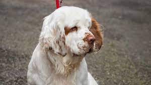 It's also free to list your available puppies and litters on our site. Clumber Spaniel Price Temperament Life Span