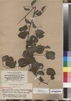 Image result for Helinus