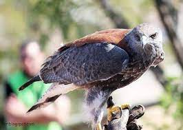صور صقر خلفيات صقور hd وبعض المعلومات عن الصقور animals picture bird