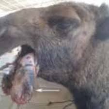 When they do something you like, pet them and give them a bit of a treat. Pdf Surgical Treatment Of Some Tongue Affections In Camels Camelus Dromedarius