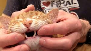 Adorable cat with missing jaw and teeth has the sweetest face. How To Brush Your Cat S Teeth Youtube