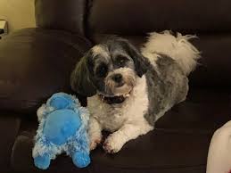 Maybe you would like to learn more about one of these? Grieving Couple Warns About Wolf Attacks After Dog Apparently Snatched From Kitimat Property Cbc News