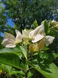 Image result for Brachystegia bakeriana