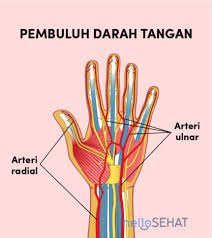 Ibu jari tangan sakit saat ditekuk tersebut dikenal dengan nama medis tringer finger. Gambar Tangan Manusia Beserta Fungsi Setiap Bagiannya Hello Sehat
