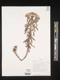 Image result for Haumaniastrum caeruleum