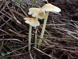 Image result for Bolbitius sp.