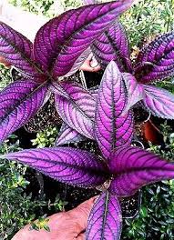 Image result for Strobilanthes