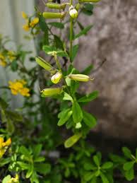 Image result for Crotalaria schlechteri