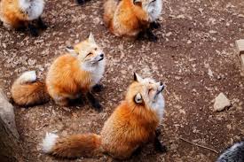 Bilindiği gibi televizyonda yayınlanan çok sayıda kanal mevcuttur. Guide To Visiting Zao Fox Village Miyagi Japan Travel