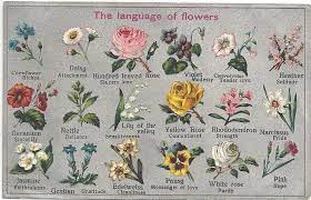 The Language Of Flowers In 2020 Language Of Flowers Heather Flower Flower Meanings