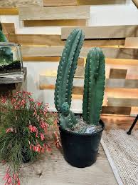 Image result for Cereus