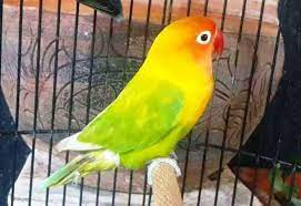 Maybe you would like to learn more about one of these? Burung Lovebird Pastel Ijo Pasjo Kotor Series Burung Cantik Burung Elang Burung
