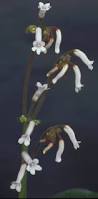 Image result for Streptocarpus sp.nov. aff. S. grandis