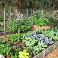 First time seeing that #staugustine. St Augustine Beach Community Garden Home Facebook