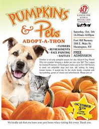 These pet adoption statistics and facts for 2021 will answer some questions you might have and enlighten you on things you might not have been pet adoption statistics and facts below can help you learn about the state of the animals we like to take on as companions. Animal Rescue Marketing Inspiration Charitypaws