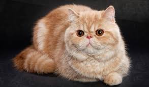 Follow these quick steps to start selling your exotic cars on our platform today! Exotic Shorthair Cat Breed Information