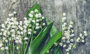 I read once that not even the most beautiful princess could compare to the fresh beauty of a flower in bloom. Birth Flower For May
