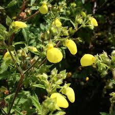 Image result for Calceolaria tripartita