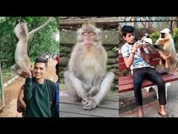 Monkey Funny Tiktok Video It Will Make You Laugh Youtube Monkeys Funny Cute Baby Animals Funny