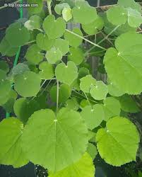 Image result for Abutilon indicum