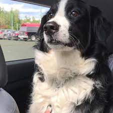 Bernese mountain dog collie mix. 57 Berner Sennenhund Mischlingsrassen Hunde Zentrale