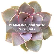 Planting purple flowers in your garden can add rich thematic colors. Top 20 Most Beautiful Purple Succulents In The World Succulents Network