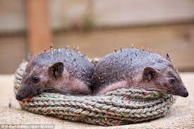 Completely Bald Hedgehog Brothers Are Found Wandering The Streets Animals Animal Lover Baby Hedgehog