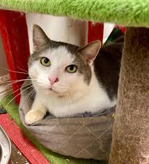 Meet today's #AdoptableCat Chase! 🤍🩶 Name: Chase Age: 7 years 1 month  Breed: Domestic Shorthair/Mix Colour: White/Grey Location: Foster Homes  West ***Chase is aptly named and looking to pursue the dream of