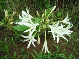 Image result for Crinum crassicaule