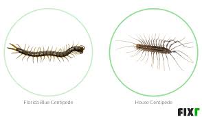 We did not find results for: Centipede Extermination Cost Centipede Pest Control