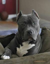 Blue Nose Pitbull 10 Things You Should Know About This Loveable Breed Pitbull Terrier Pitbull Dog Blue Nose Pitbull