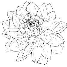 Dahlia Flower Dahlia Flower Flower Drawing Dahlia Flower Tattoos