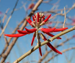 Image result for Priva flabelliformis