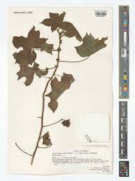 Image result for Gossypioides kirkii