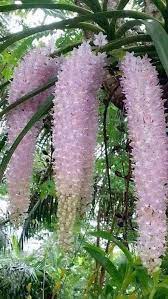 Google Beautiful Orchids Beautiful Flowers Plants