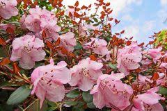 Rhododendron pflanzen, pflegen und schneiden. Rhododendron Pflanzzeit Wann Ist Die Beste Zeit Zum Pflanzen