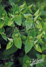 Image result for Euphorbia platyrrhiza