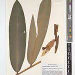 Image result for Aframomum spiroligulatum