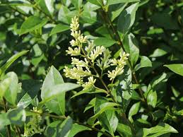 Liguster wird üblicherweise im herbst oder frühjahr gepflanzt. Ovalblattriger Liguster Ligustrum Ovalifolium Baumschule Horstmann