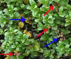 Image result for Clutia paxii